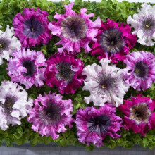 Petunia 'Superbissima Triumph Mix' Seeds - Large Exotic Blooms, Ideal for Containers & Window Boxes - Prolific Flowering Variety - Half-Hardy Annual -