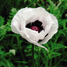 Poppy Oriental Royal Wedding Seeds - Striking White Petals with Dark Centers - Bee and Butterfly Attraction - Hardy Perennial for Cottage Gardens -