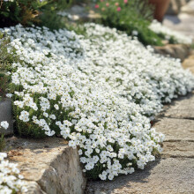 1400 Seeds Snow in Summer (Cerastium tomentosum) - White Ground Cover Carpet Perennial Perfect for Borders, Rock Gardens, and Ground Cover.
