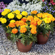 Marigold Endurance Mix F1 - Extra Large Double Flowers in Sunset Gold, Orange, and Yellow - Continuous Blooms, Compact Habit - Easy-to-Grow Flower