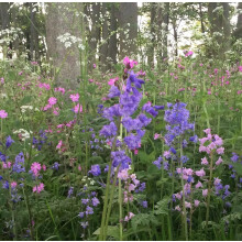 100g Woodland & Heavy Wildflower & Grass Seed Mix Wildflower + Grass Seed Mix 20:80 (20sq/m) P5 SLMH