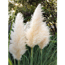 Approx 520 Seeds Cortaderia selloana Pampas Grass White Plume ? Tall Ornamental Grass, Drought Tolerant, Striking Borders