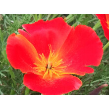 PREMIER SEEDS DIRECT - California Poppy Seeds - Mikado (20,000 Seeds)