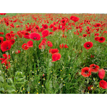 Papaver Poppy Red Corn (10,000 Seeds/1.2g) | Vibrant Field-Style Flowers for Your Garden