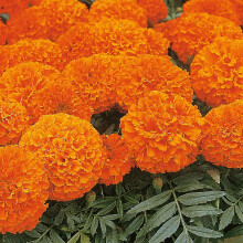Marigold African Space Hopper Vigorous Plants with Compact Foliage and Masses of Large Bright Orange Long-Lasting Blooms Perfect for Cutting Summer