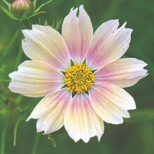 Cosmos 'Apricot Lemonade' ? 1 Packet x 40 Seeds by Suttons