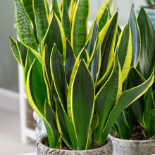 2 x Sansevieria Golden Flame - Snake Plant - Potted Indoor Plant for Home and Office (12cm Pot, 30-40cm)