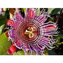 10 Giant Granadilla - Passiflora quadrangularis Passion Fruit Flower Vine 10 Seeds