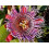 10 Giant Granadilla - Passiflora quadrangularis Passion Fruit Flower Vine 10 Seeds 1