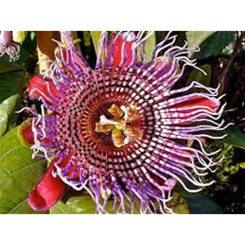 10 Giant Granadilla - Passiflora quadrangularis Passion Fruit Flower Vine 10 Seeds