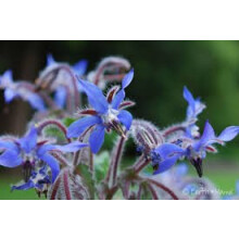 1300 Seeds 20g Borage Seeds - HERB - Butterfly BEE Wild Flower Wildflower