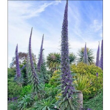 Echium pininana Blue Steeple Tower of Jewels Palm Tree-Like Rosette 20 Seeds
