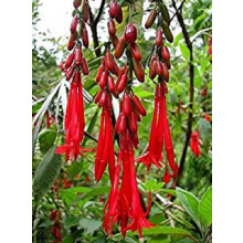 Red Fuchsia boliviana Rare Species from The Andes 20 Seeds