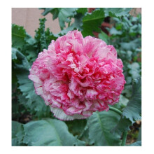 250 Poppy Papaver Flemish Antique Pink Peony Seeds - 250 Seeds