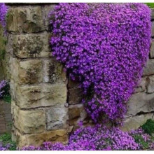 50 Aubrieta Royal Violet Seeds - Aubretia Violet Perennial Seeds