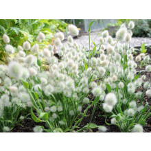 100 Ornamental Grass Seeds - Lagurus Ovatus - Bunny Tails/Rabbits Tail - 100 Seeds