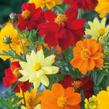 25 Cosmos Sulphureus Brightness Mix Seeds - Mixed Colour Flowers - 25 Seeds
