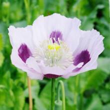 100 Papaver Poppy Blue Moon Seeds - White with Inner Purple Blotch - 100 Seeds