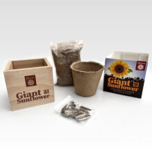 Grow Your Own Giant Sunflower 'in a Box' Gift Plant