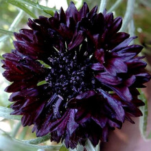 Cornflower Black Ball Seeds - 200 Native UK Wild Flower Seeds for Attracting Bees, Pollinators, Suitable for Planting and Growing Outdoors in Meadows,
