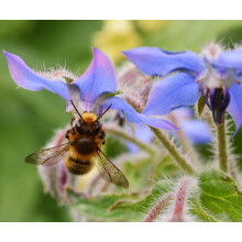 Roselyn Seeds Borage Seeds - Large 30 g Pack (1500 Seeds Approx.) - Premium Bee-Friendly Blue Flower Seeds - Traditional Annual Herb for Borders &