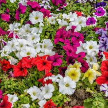 Petunia Nana Compacta Mixed Seeds ? Dwarf & Bushy Variety ? Create Stunning Displays ? Half Hardy Annual ? for Your Beautiful Garden