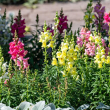 Antirrhinum Snapdragon Mixed Seeds ? Vibrant & Long-Lasting Blooms ? Create Stunning Displays ? Half Hardy Annual ? for Your Beautiful Garden
