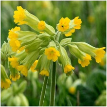 Cowslip Seeds - 100 Native UK Wild Flower Seeds for Attracting Birds, Bees, Wildlife, Pollinators, Suitable for Planting and Growing Outdoors in