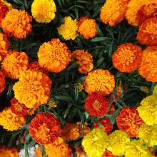 Marigold French Dwarf Double Mixed Seeds ? Beautiful Blooms for Borders, Containers & Hanging Baskets ? Half Hardy Annual ? for Your Beautiful Garden