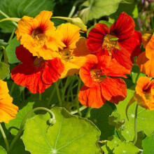 Nasturtium Tall Seeds ? Edible Blooms & Leaves ? Must Have for Trellis, Hanging Baskets & Window Boxes ? Hardy Annual ? for Your Beautiful Garden