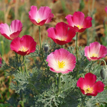 California Poppy Carmine King Seeds ? Bright Simple Flowers & Fine Foliage ? RHS Plants for Pollinators ? Hardy Annual ? for Your Beautiful Garden