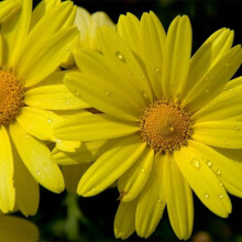 Corn Marigold Seeds - 200 Native UK Wild Flower Seeds for Attracting Birds, Bees, Wildlife, Pollinators, Suitable for Planting and Growing Outdoors in