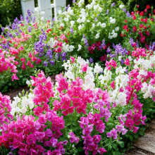 Sweet Pea Little Sweetheart Mixed Seeds ? Dwarf, Fragrant Blooms in a Rainbow of Colours ? Ideal for Pots, Borders & Small Spaces ? Easy-to-Grow