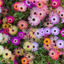 Mesembryanthemum Livingstone Daisy Seeds ? Sun-Loving Flowers ? Must Have for Borders & Rockeries ? Half Hardy Annual ? for Your Beautiful Garden