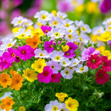 Nemesia Carnival Mixed Seeds ? Bright & Fragrant Blooms ? Must Have for Beddings, Borders & Containers ? Half Hardy Annual ? for Your Beautiful Garden