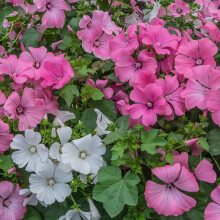 Lavatera Pastel Mix Seeds ? Easy to Grow Mix of Large Blooms on Bushy Plants ? RHS Plants for Pollinators ? Hardy Annual ? for Your Beautiful Garden