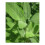 PREMIER SEEDS DIRECT Herbs - SAGE - Broad LEAVED - 100 Seeds (Organic/BIO) 1