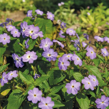 Forget Me Not Jamaican Blue Lady Seeds ? Browallia, Bushy & Free Flowering ? Half Hardy Annual ? for Your Beautiful Garden