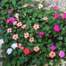 Busy Lizzie Safari Mix F2 Seeds ? Classic, Much-Loved, Bedding & Container Plant ? Half Hardy Perennial ? for Your Beautiful Garden
