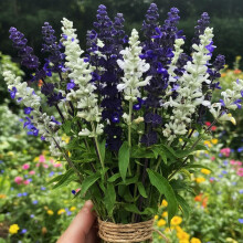 Salvia Blue & White Mix Seeds ? Long-Lasting Blooms, Loved by Bees ? Half Hardy Perennial ? for Your Beautiful Garden