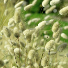 Grass Bunny Tails Seeds ? A Dwarf Grass, Soft to Touch and Easy to Grow ? Hardy Annual ? for Your Beautiful Garden