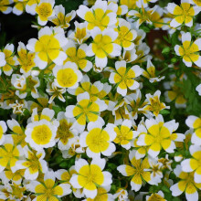 Poached Egg Plant Limnanthes Seeds ? Easy to Grow ? Attracts Bees & Beneficial Insects ? RHS Award of Garden Merit ? Hardy Annual ? for Your Beautiful