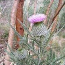 Herb Seeds - Scottish Thistle - 50 Seeds