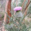 Herb Seeds - Scottish Thistle - 50 Seeds 1