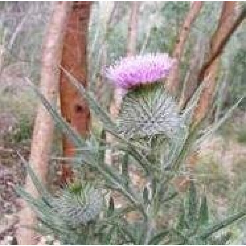 Herb Seeds - Scottish Thistle - 50 Seeds