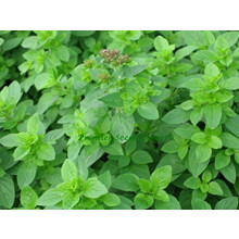 PREMIER SEEDS DIRECT - Herbs - Marjoram Sweet Seeds - (Origanum marjorana) (15 Grams)