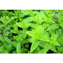 PREMIER SEEDS DIRECT - HERB - Spearmint Seeds - Mentha SPICATA (40,000 Seeds)