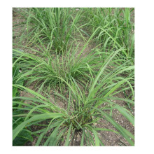 PREMIER SEEDS DIRECT - HERB - Lemon Grass Seeds - East Indian (4 Grams)