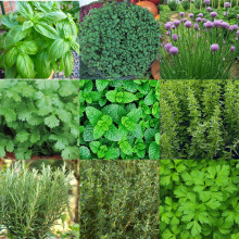 Kitchen Herb Seed Pack 10 Varieties of Herbs Grow Your Own Herbs and Spices Indoor Plant Seeds Simply Garden Basil Chives Coriander Mint Oregano