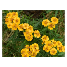 PREMIER SEEDS DIRECT - HERB Mexican Mint/Tarragon/Sweet MACE - 0.5 GRAM Approx 500 Seeds